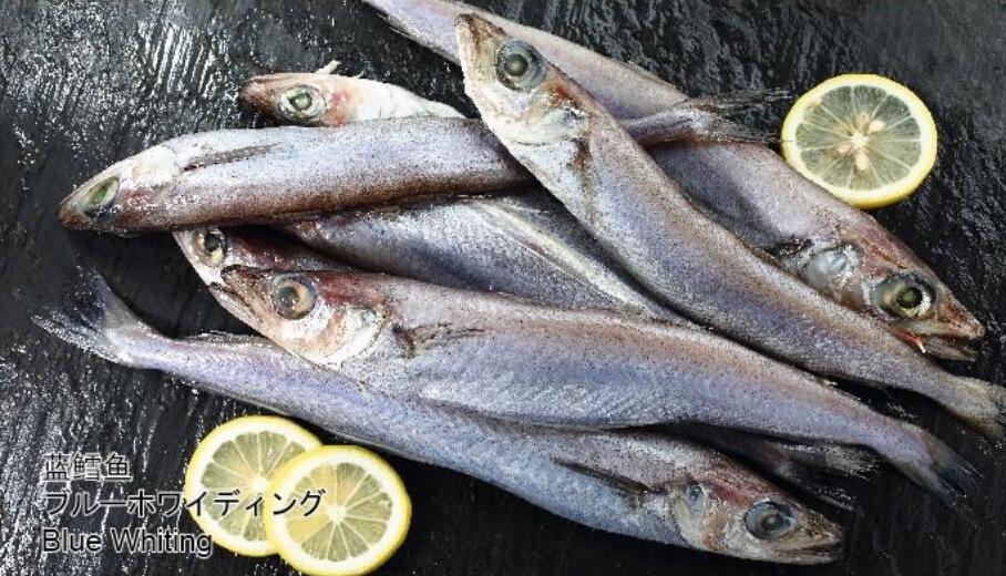 藍(lán)鱈魚(yú)